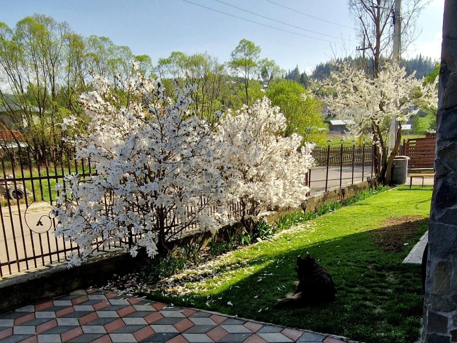 Pensiunea Antonia Vatra Dornei Exterior foto